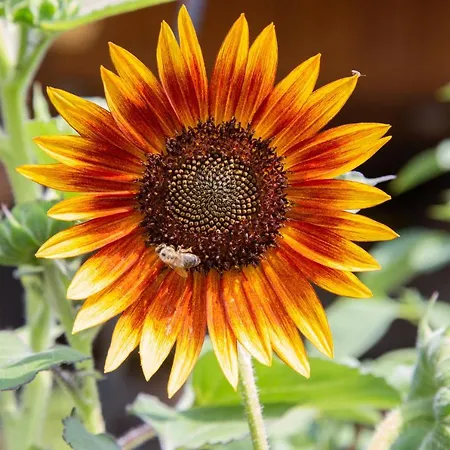 йовчовата къща *