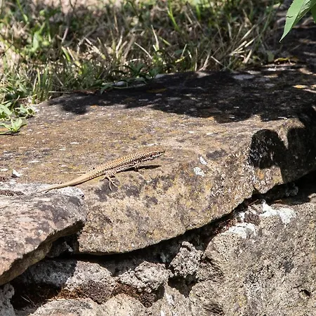 йовчовата къща 別荘 Plachkovtsi