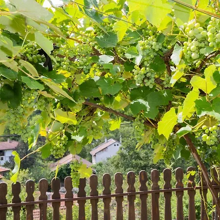 йовчовата къща * Plachkovtsi