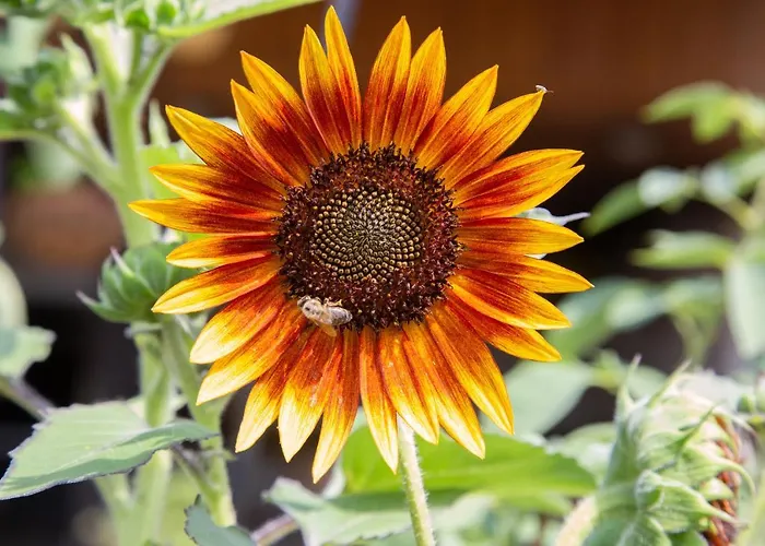 йовчовата къща *