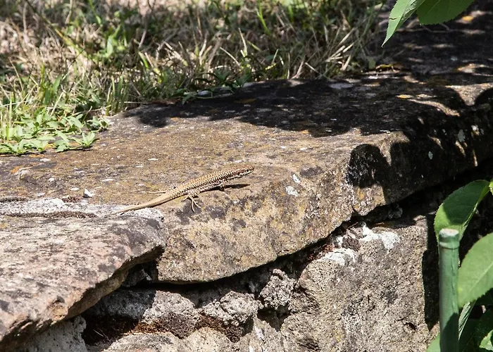 йовчовата къща Сasa de vacaciones Plachkovtsi